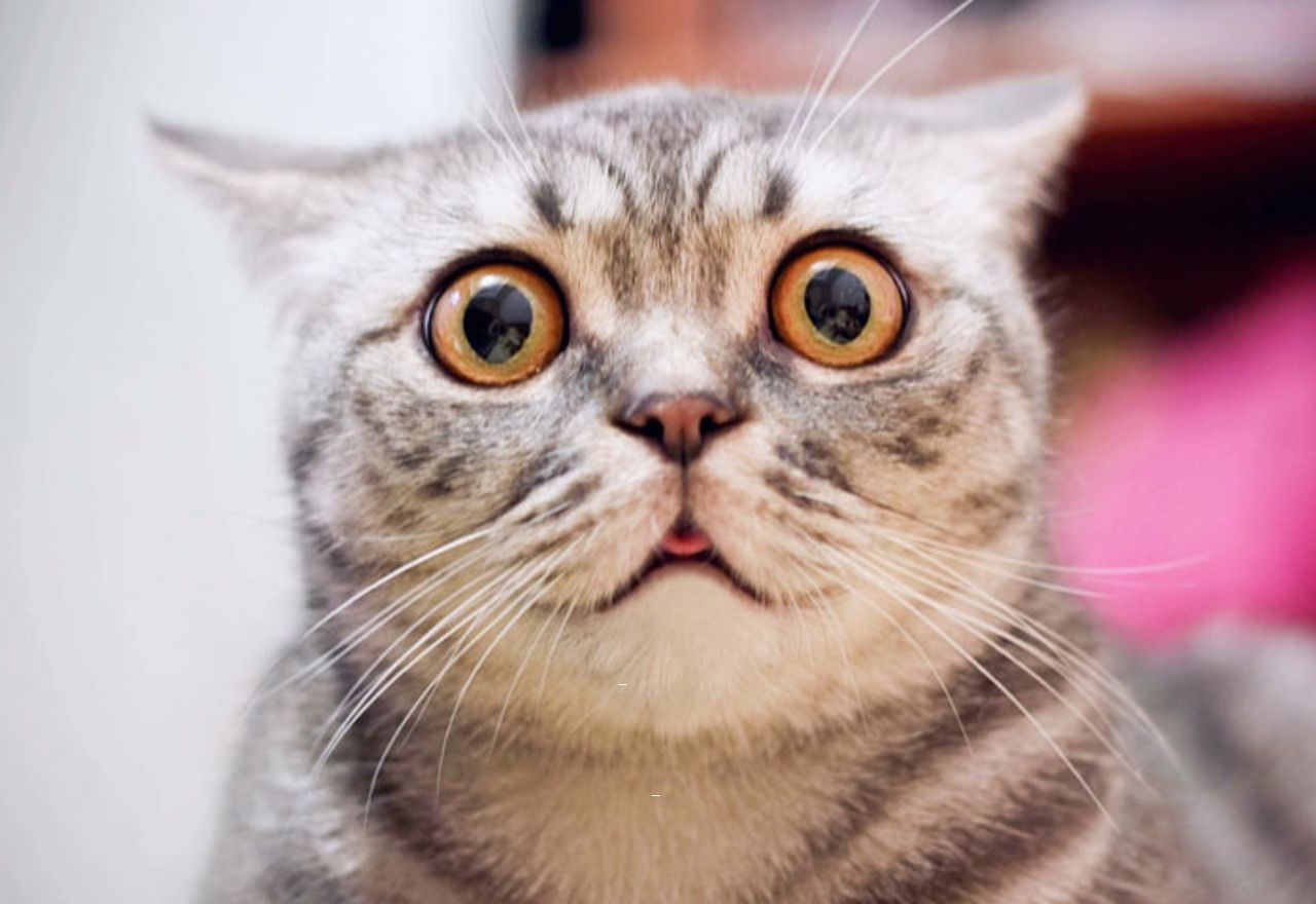 Vídeo Viral: La reacción de este gato cuando ve a su dueño cantar te dejará perplejo