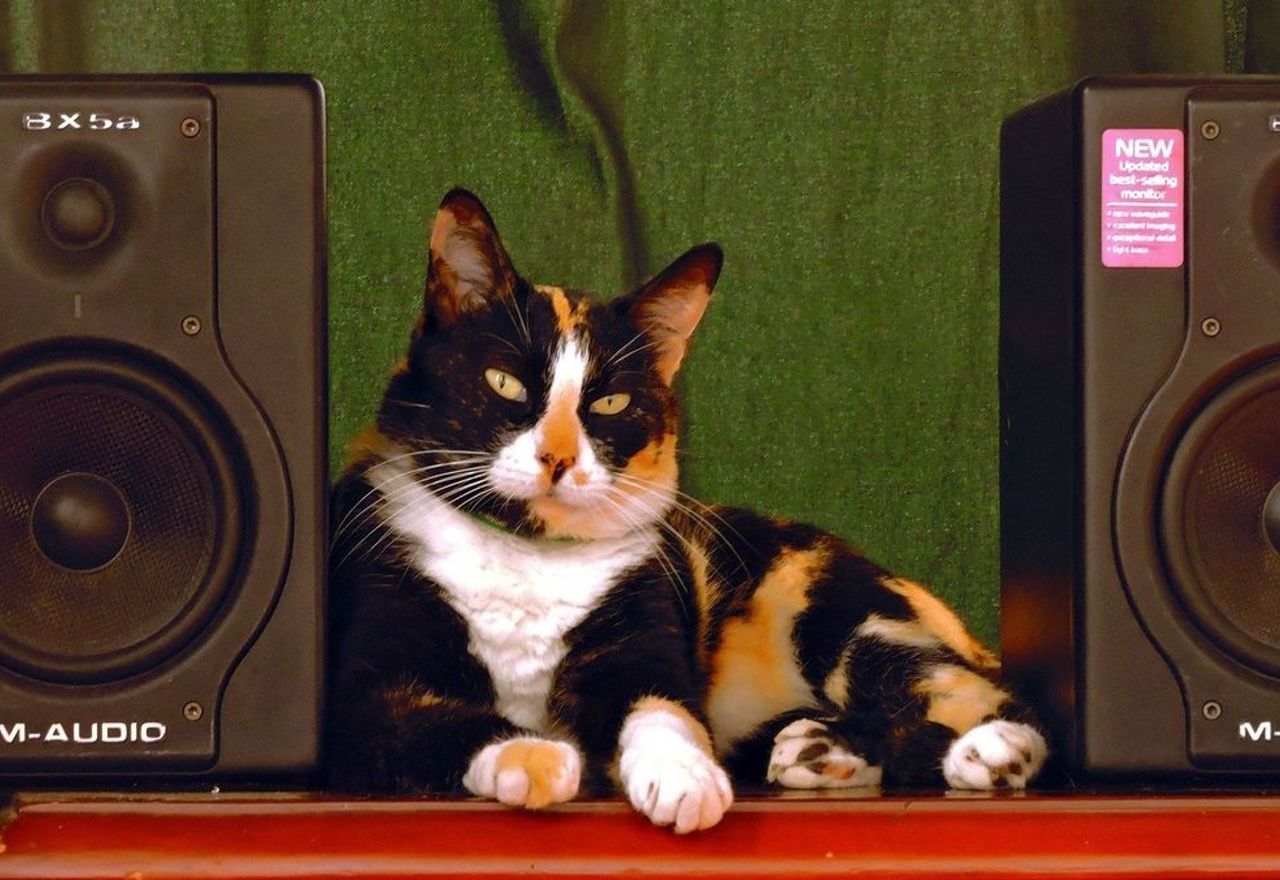 Vídeo: Conoce al gato dj que no dejó dormir a sus vecinos en toda la noche