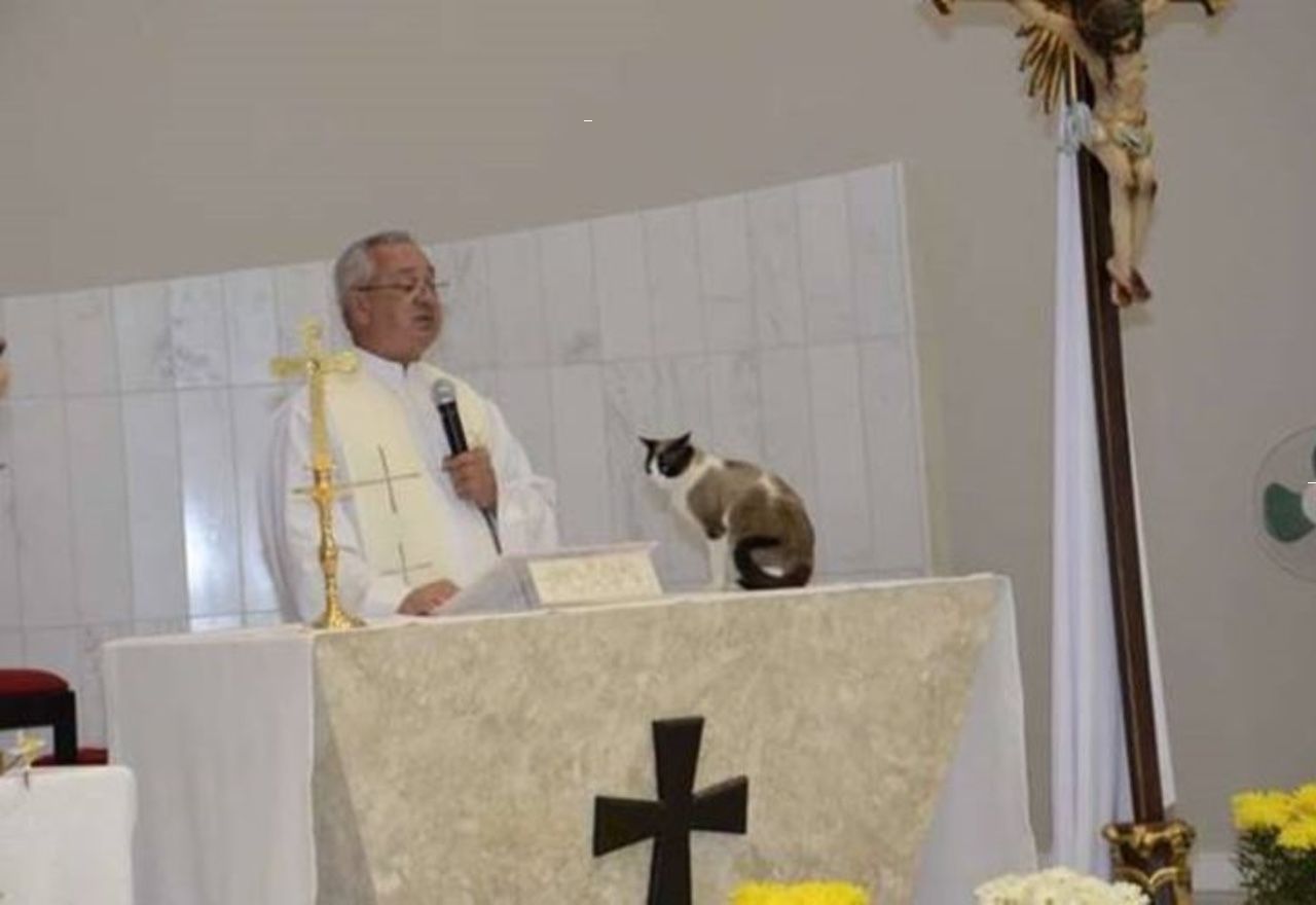 Vídeo Viral: Un gato callejero interrumpe una misa y se sienta en el altar junto al cura