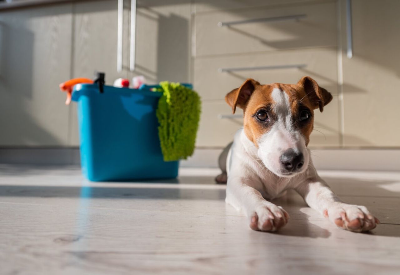 Vídeo: Descubre cómo este perro ayuda en las labores de la casa
