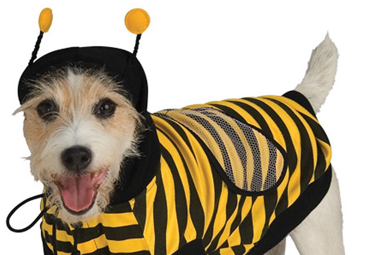Vídeo: Este perrete disfrazado de abeja te alegrará el día