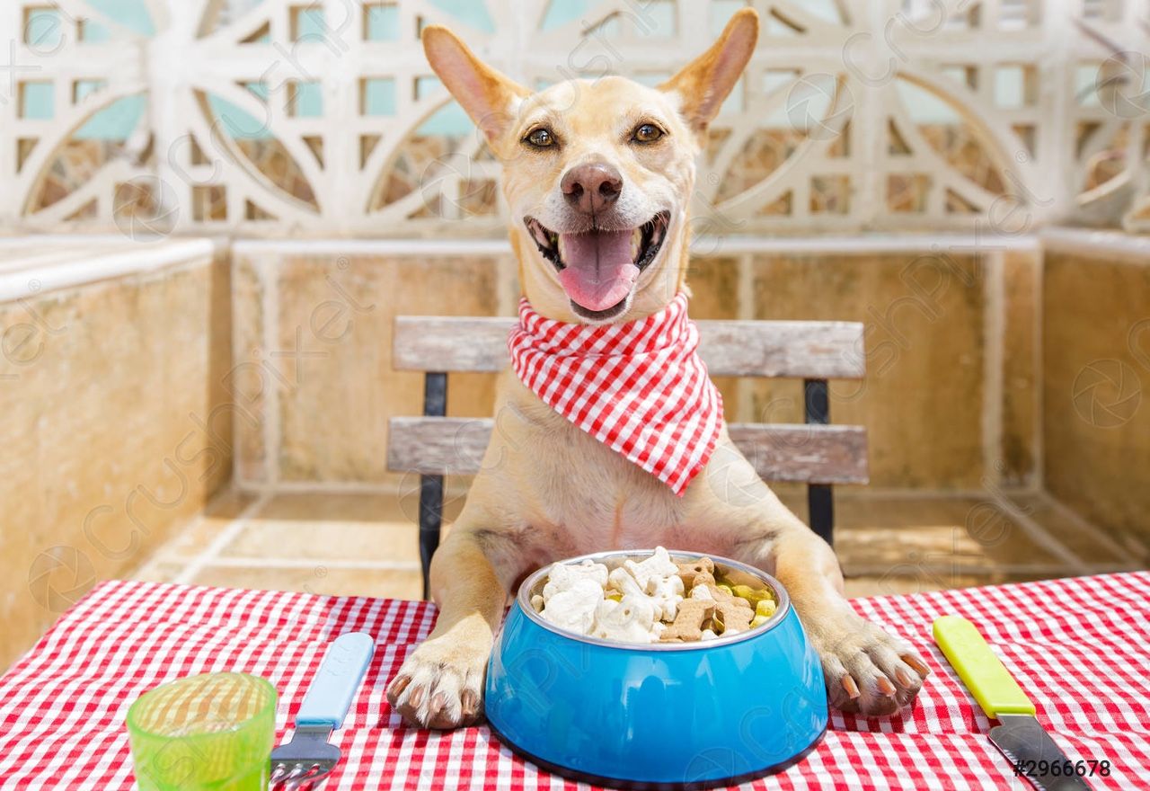 Vídeo: Observa cómo este can se sienta en la mesa y come con cubiertos