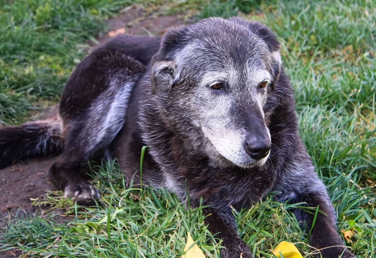 Vídeo: Una familia rescata a un perro de 12 años y lo ayudan a adaptarse en su nuevo hogar