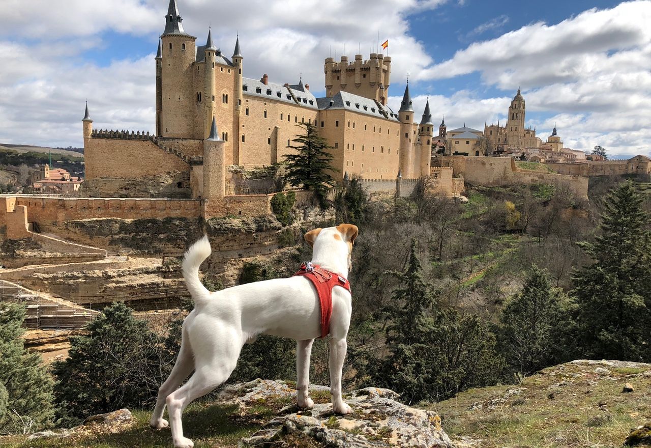 Vídeo: Conoce a Pipper, el perro turista que ha viajado por toda España