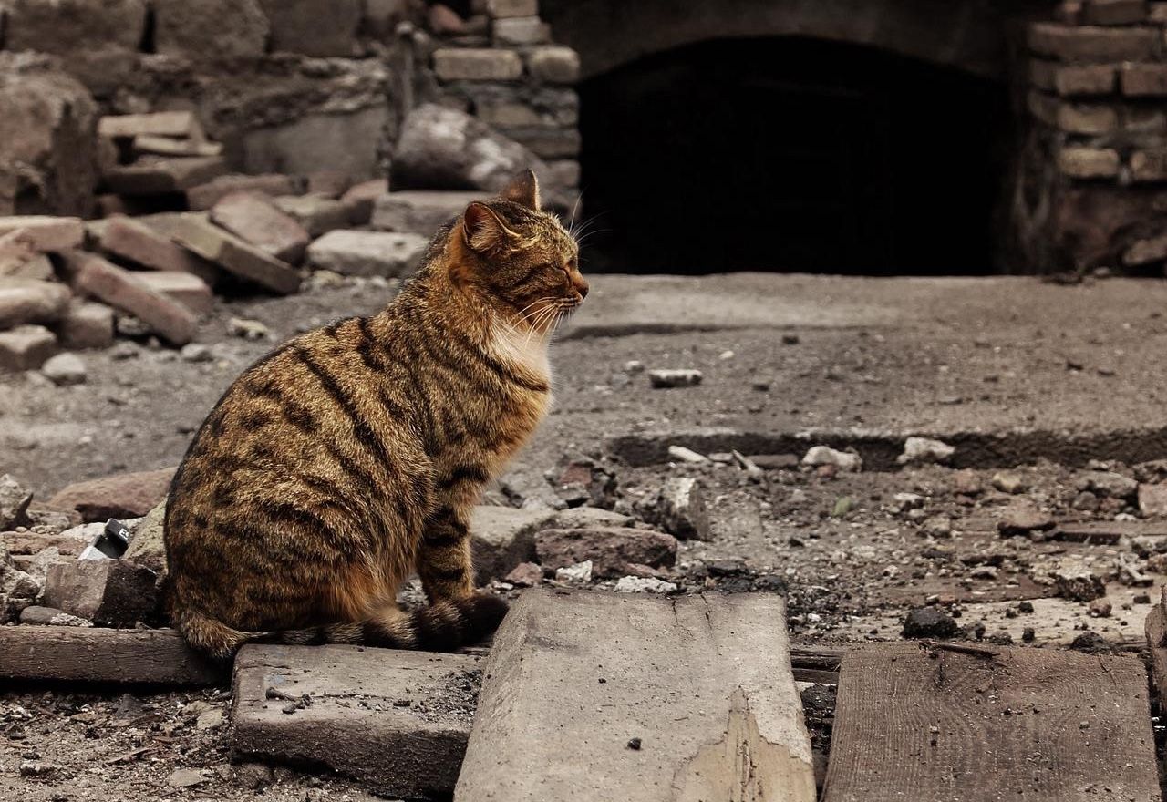 Vídeo Viral: Te quedarás alucinando al ver el complicado rescate de un gatito abandonado en una balsa