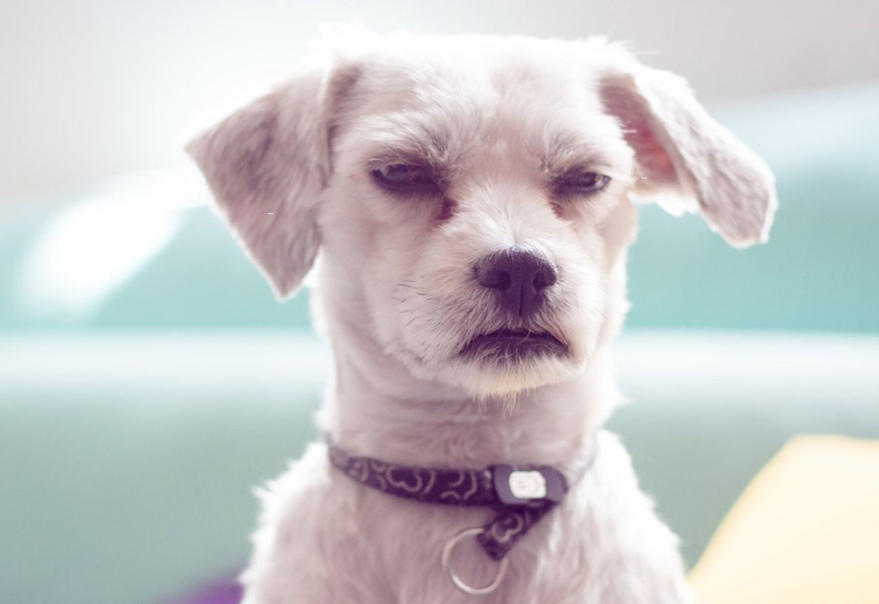 Vídeo: Conoce al perrete más quejica de todo Internet