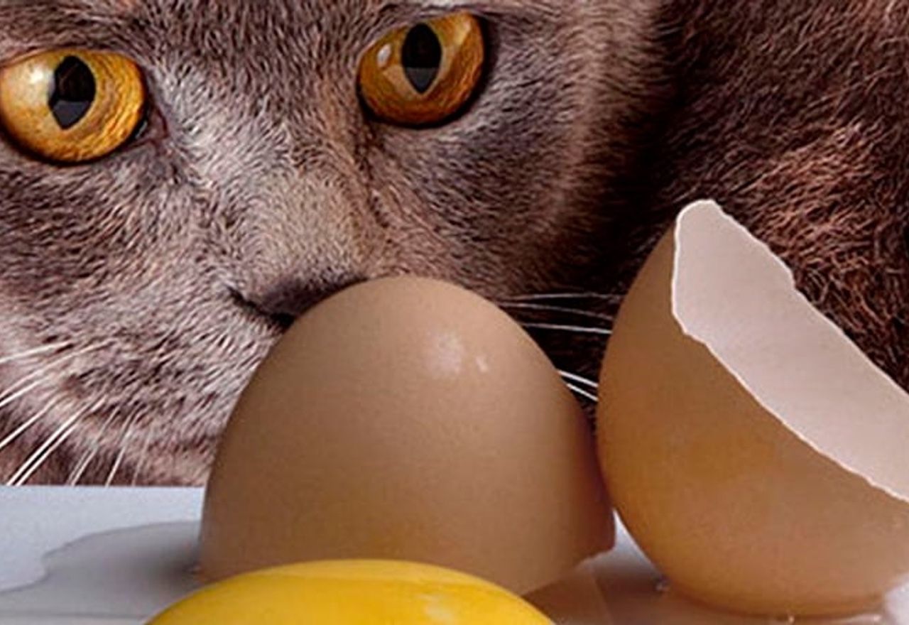 video-observa-las-reacciones-de-estos-gatos-cuando-su-duena-les-acerca-un-huevo