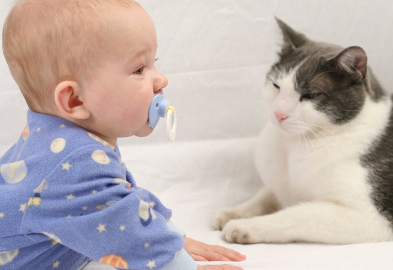video-viral-la-respuesta-de-este-gato-al-conocer-al-bebe-de-la-familia-te-enternecera