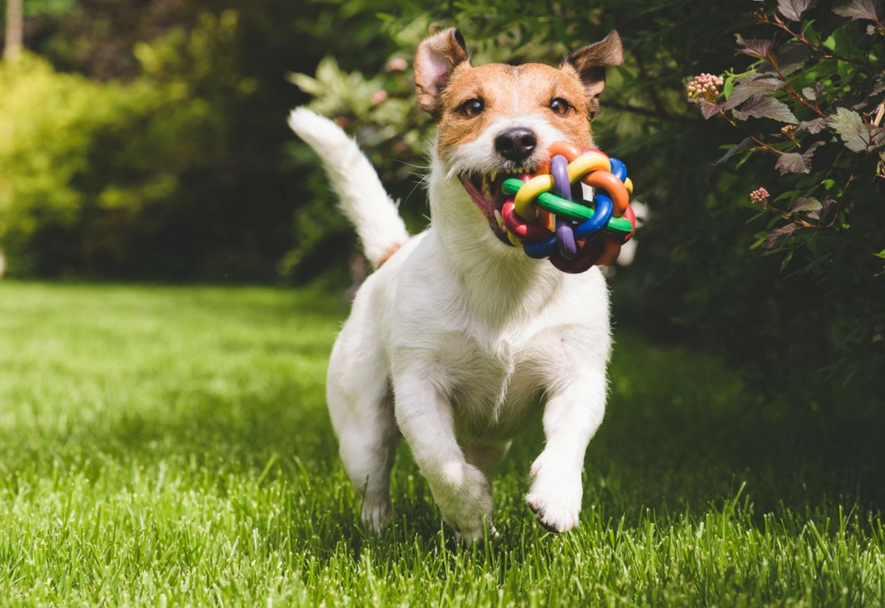 video-las-imagenes-de-este-perro-jugando-en-la-naturaleza-te-alegraran-el-dia