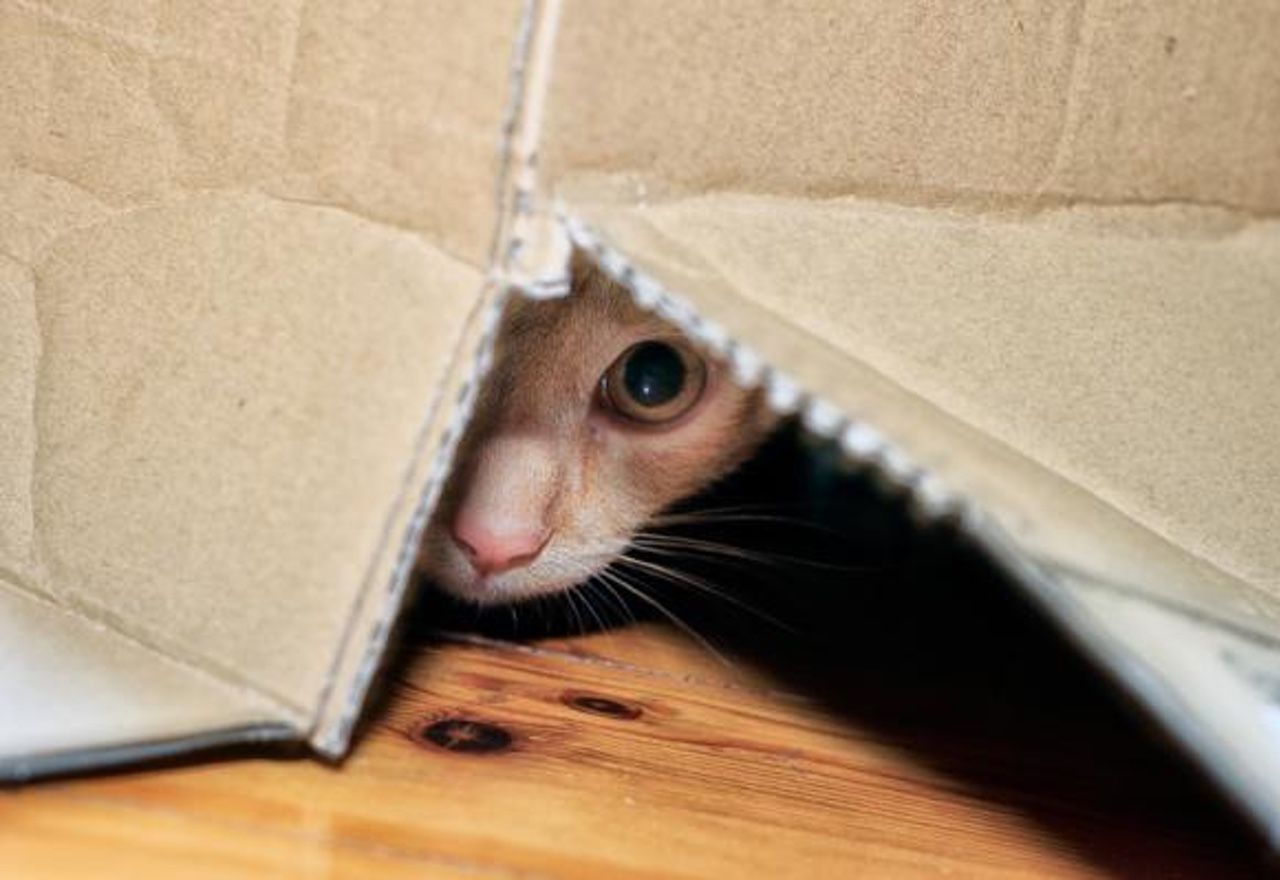 video-este-gatito-jugando-al-escondite-te-alegrara-el-dia