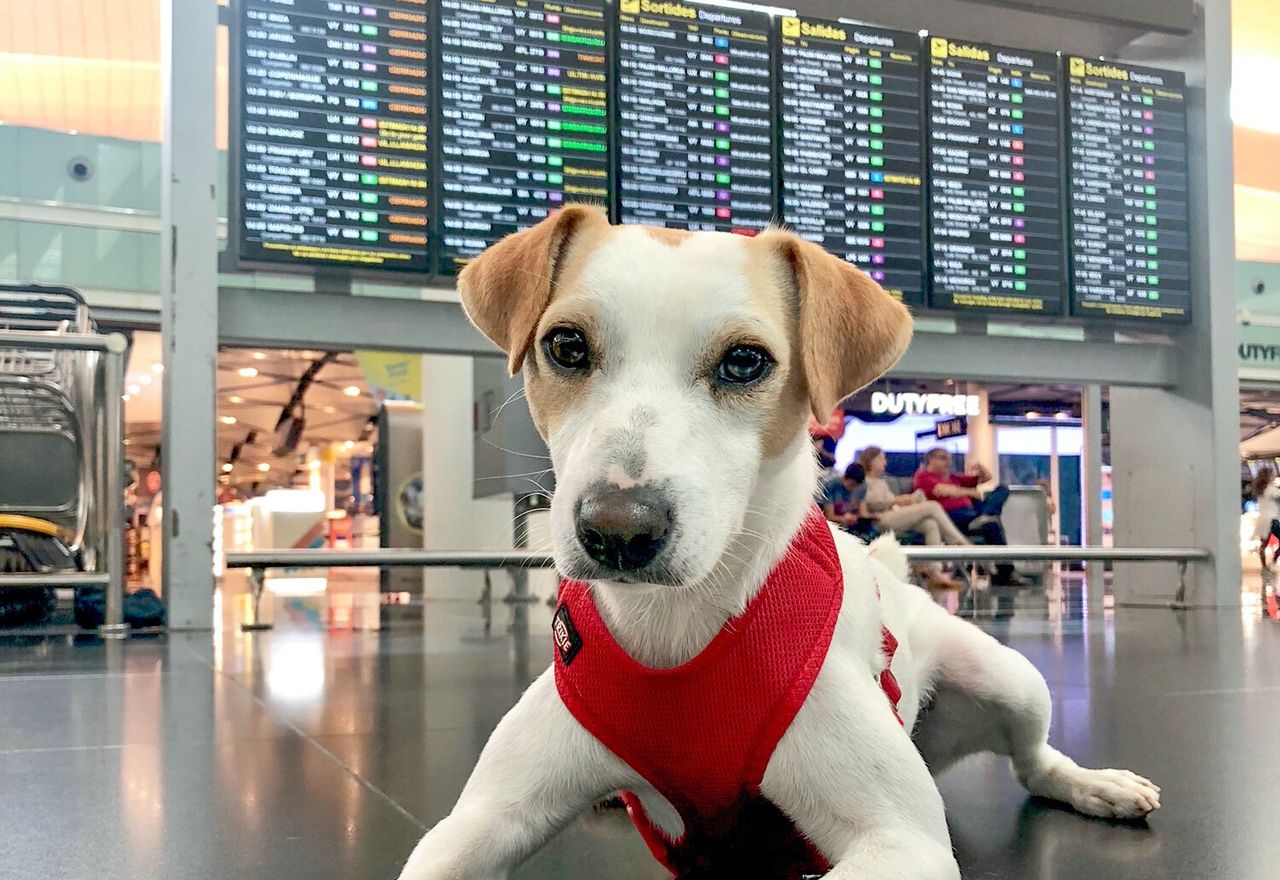 increible-las-imagenes-de-este-perrete-esperando-a-su-dueno-en-el-aeropuerto-te-emocionaran