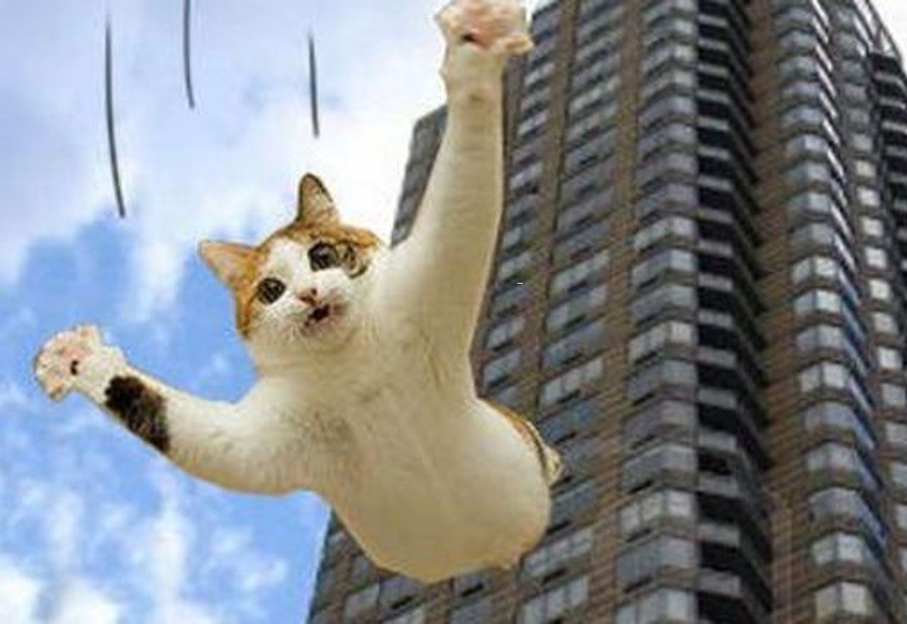 video-descubre-el-salto-mas-impresionante-del-gato-volador