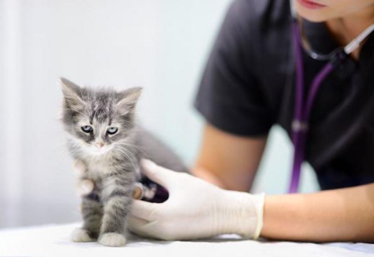 increible-la-estrategia-de-este-gato-para-escapar-del-veterinario-te-sorprendera
