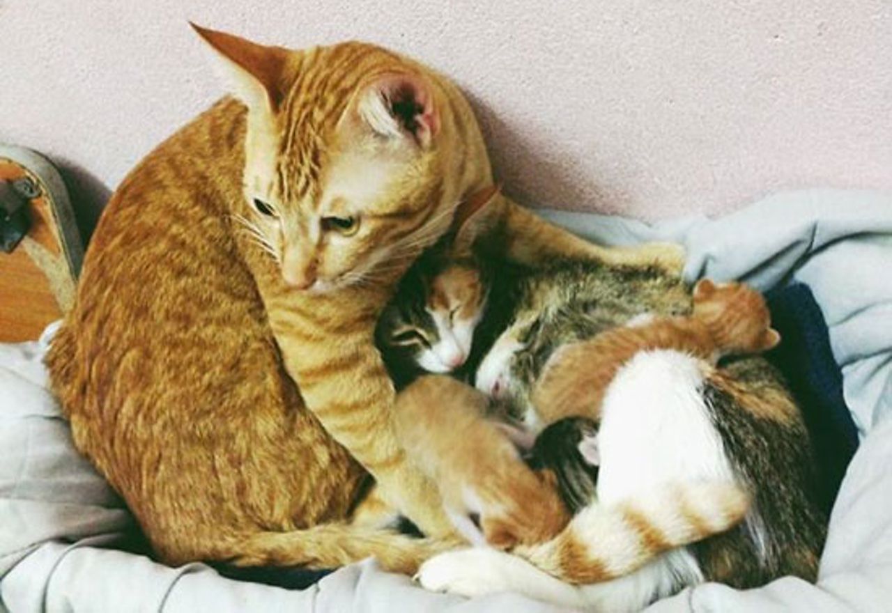 video-la-sorprendente-reaccion-de-estos-gatitos-cuando-conocen-a-su-padre