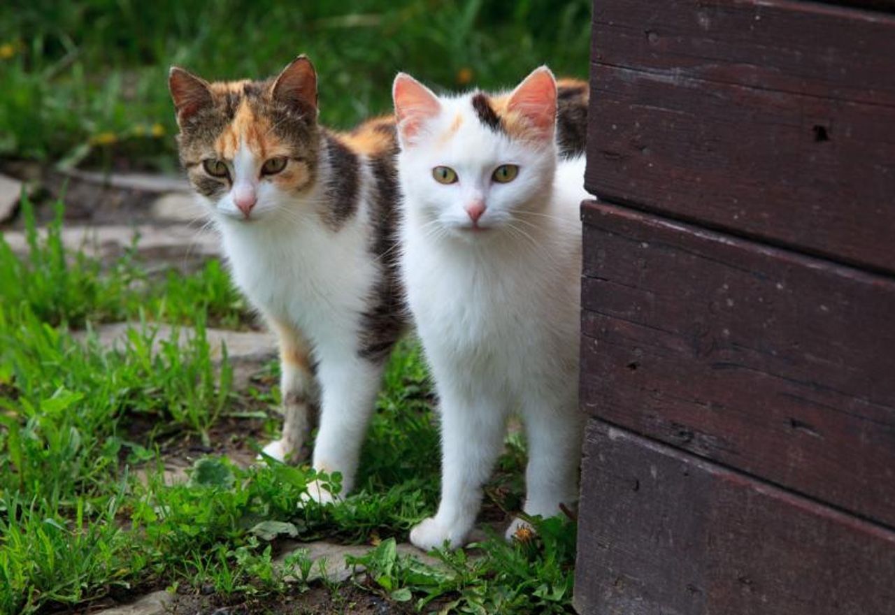 Vídeo Viral: Morirás de amor al ver la conversación entre estos dos gatitos