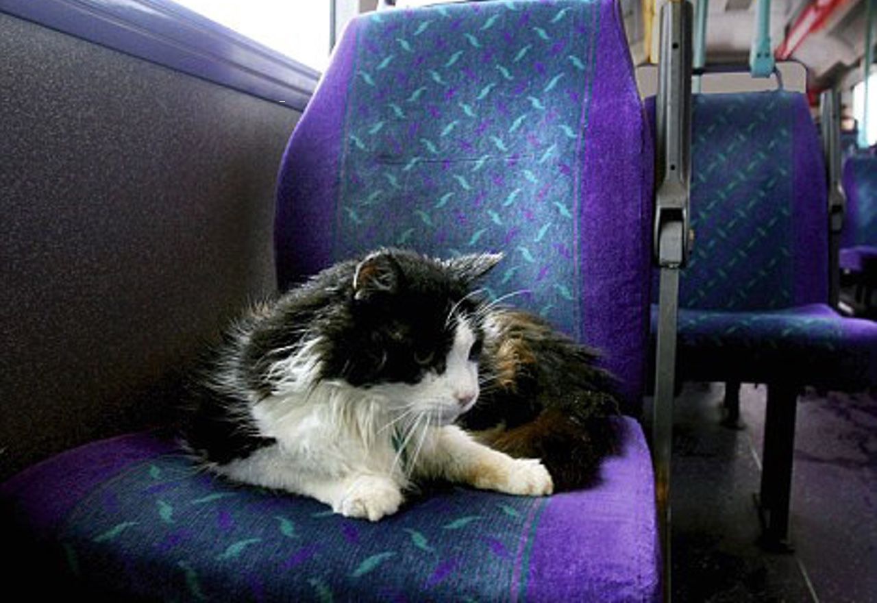 video-conoce-a-dodger-el-gato-que-viaja-todos-los-dias-en-autobus