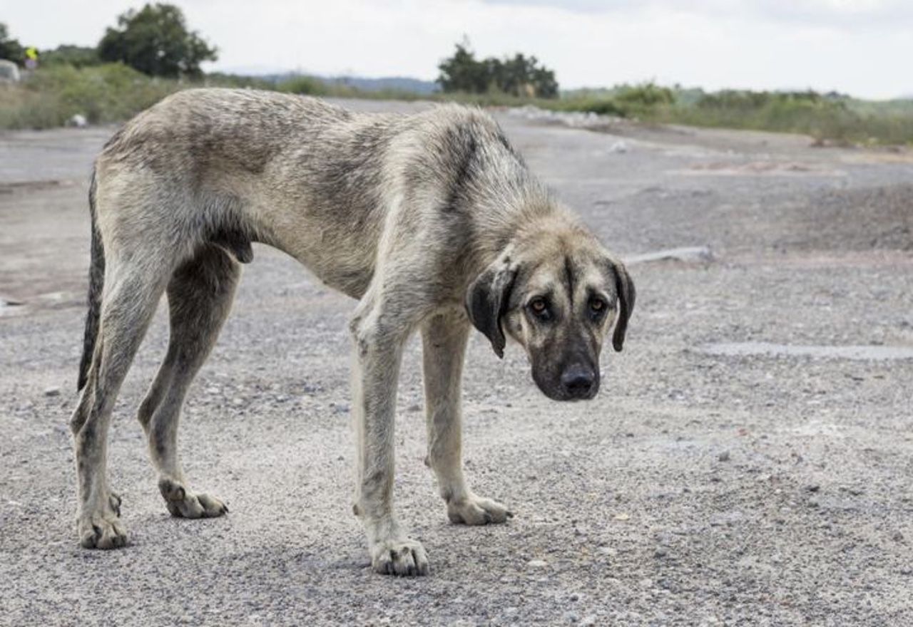¡¡¡Conmovedor!!!: Descubre la reacción de este perro abandonado cuando acuden a rescatarlo