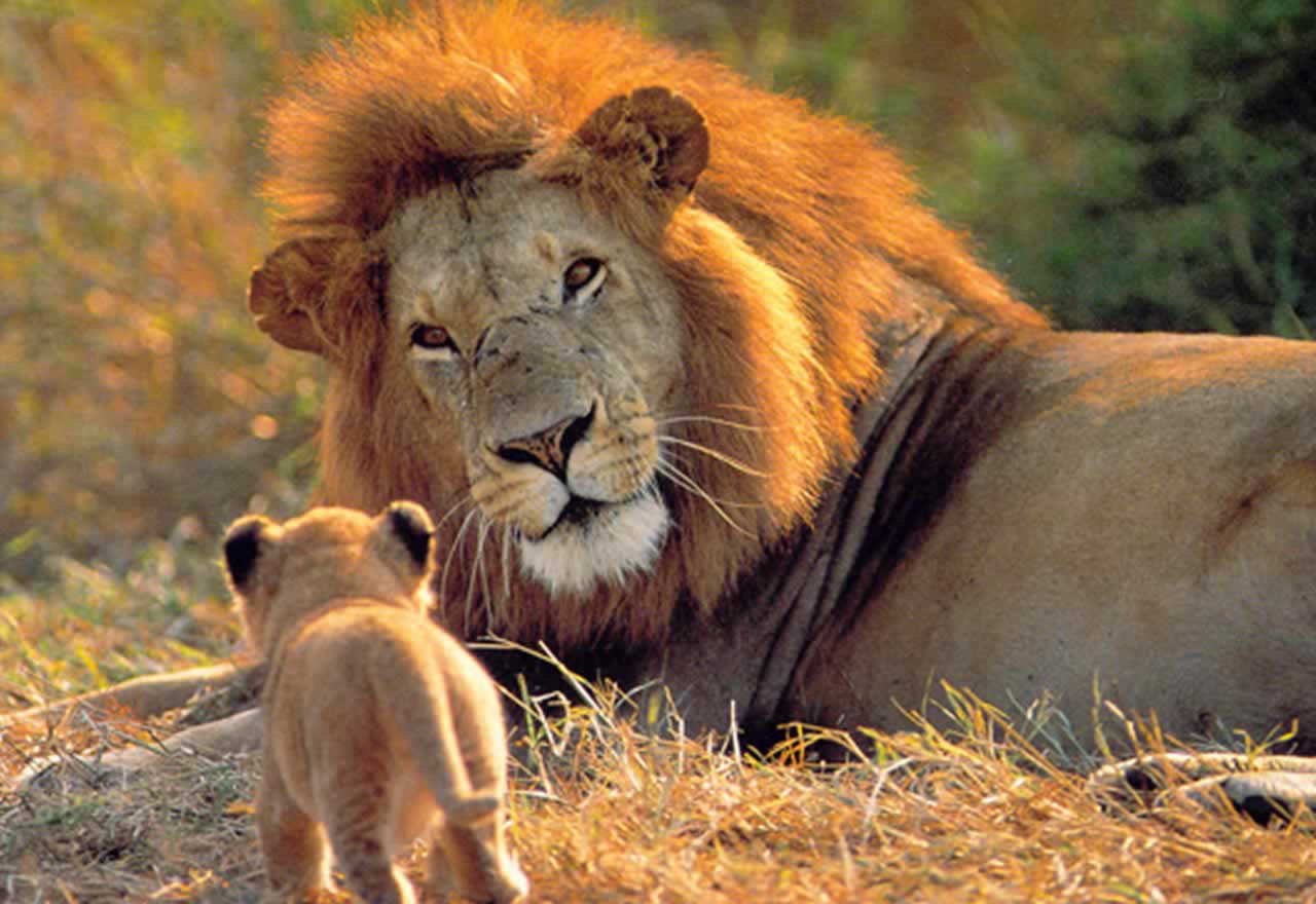 La razón por la que los leones machos no suelen cazar a sus presas