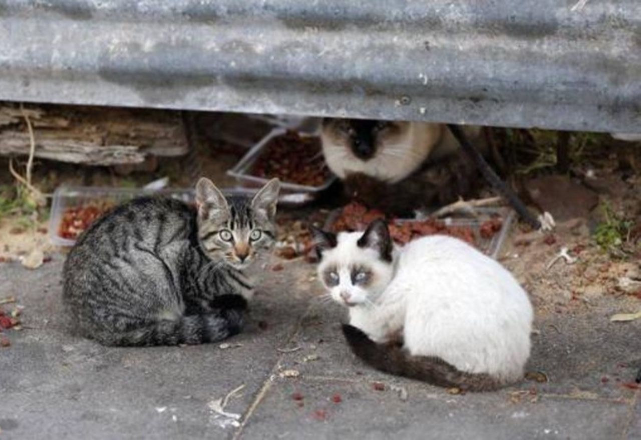 video-viral-rescatan-a-una-familia-de-felinos-que-vivia-en-la-basura