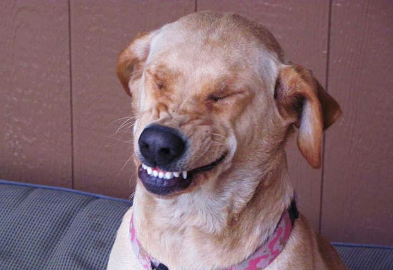 Vídeo: No pararás de reír al ver cómo este perro imita a su dueño