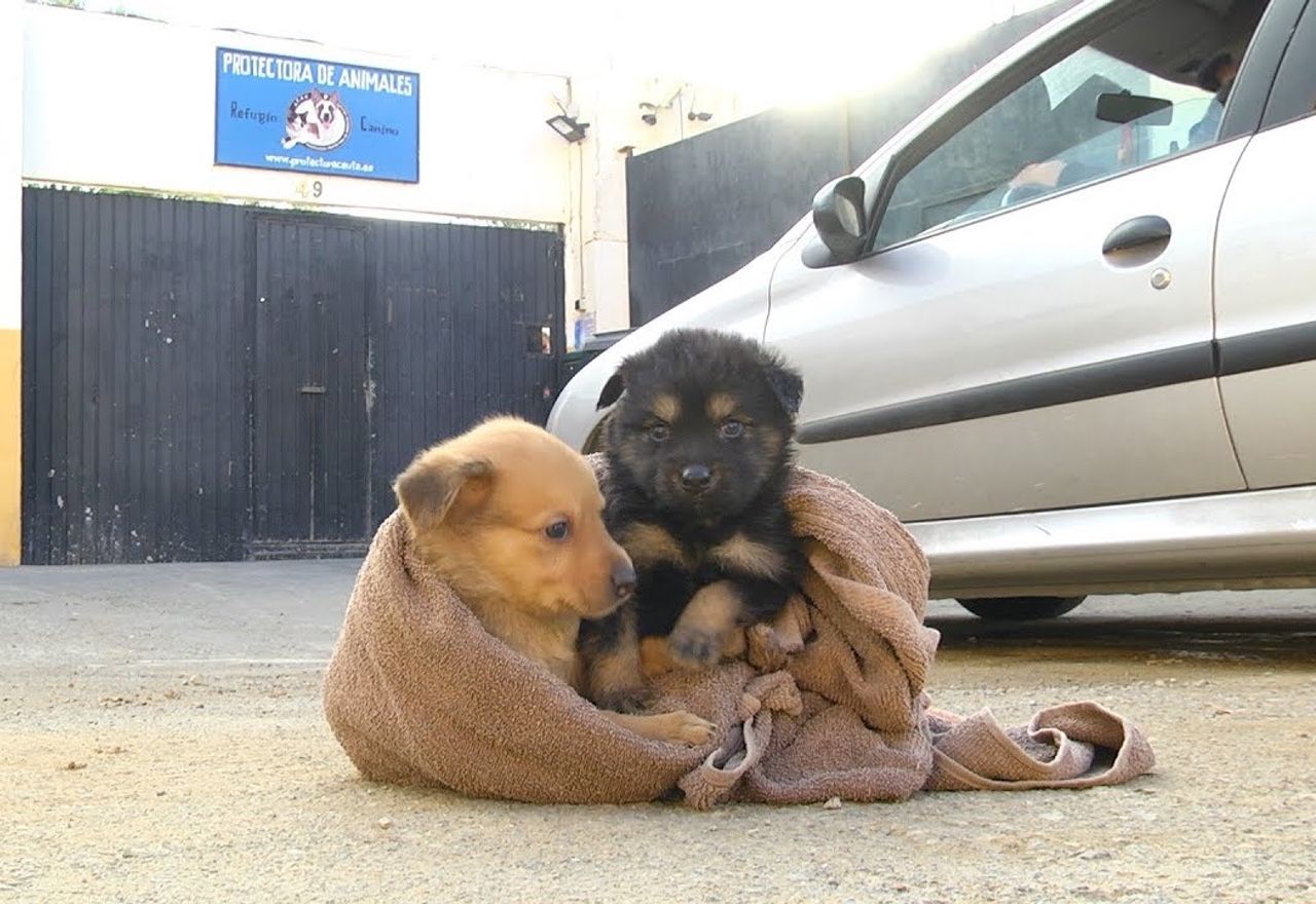 ¡¡¡Terrible!!!: Te quedarás de piedra al ver las condiciones en las que vivían estos cachorros abandonados