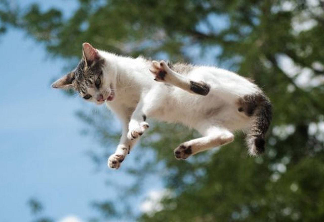 ¡¡¡Increíble!!!: Un gato al borde del precipicio se convierte en el auténtico protagonista de un partido en Florida