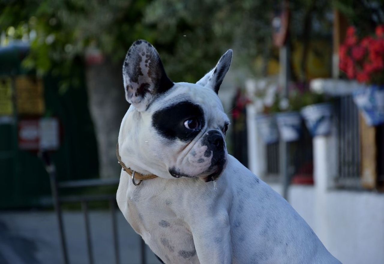 Vídeo: Este es el perro modelo más profesional de todos los tiempos