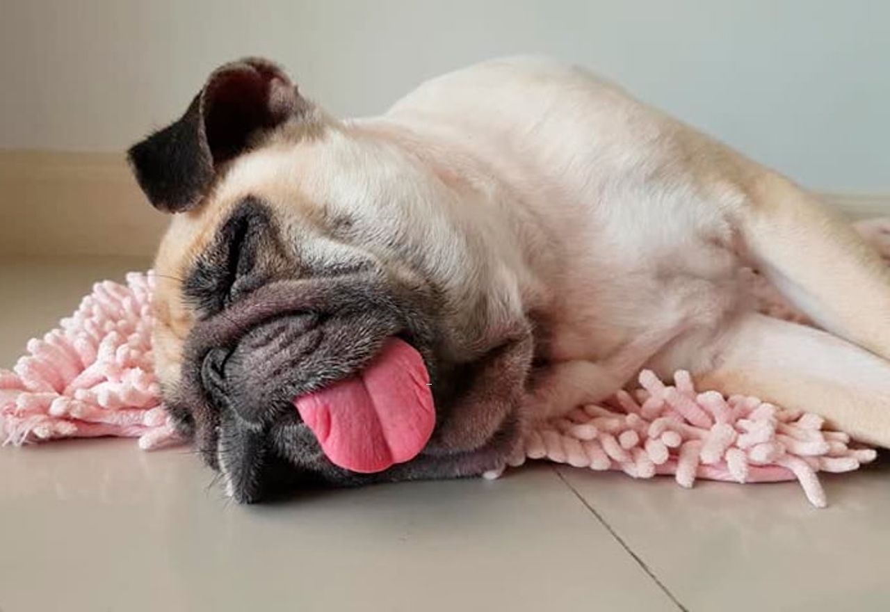 Vídeo: Este perrete no aguanta el cansancio y se queda dormido en una fiesta