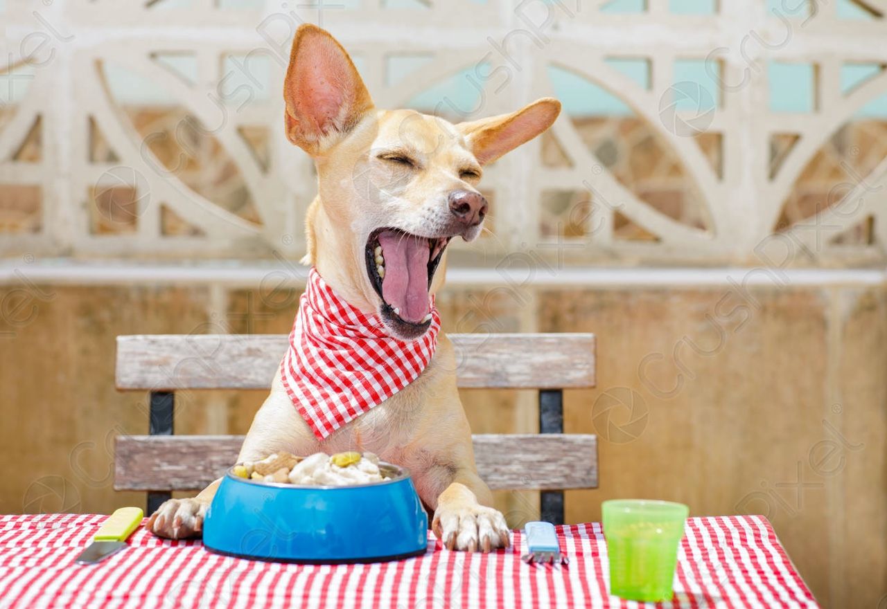 ¡¡¡Increíble!!!: Las imágenes de este pequeño perrete comiendo en un pupitre te alegrarán el día
