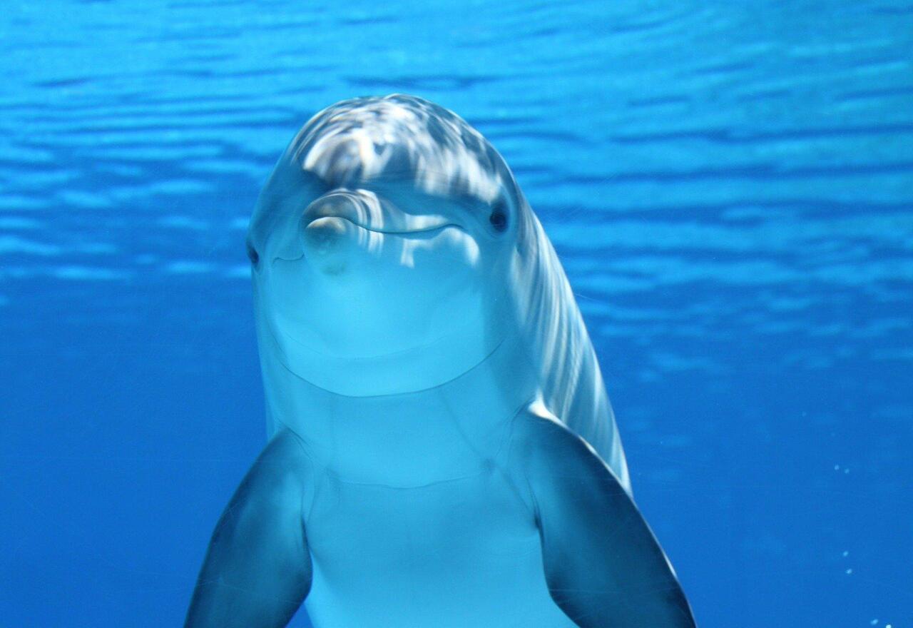 7 datos curiosos sobre los delfines