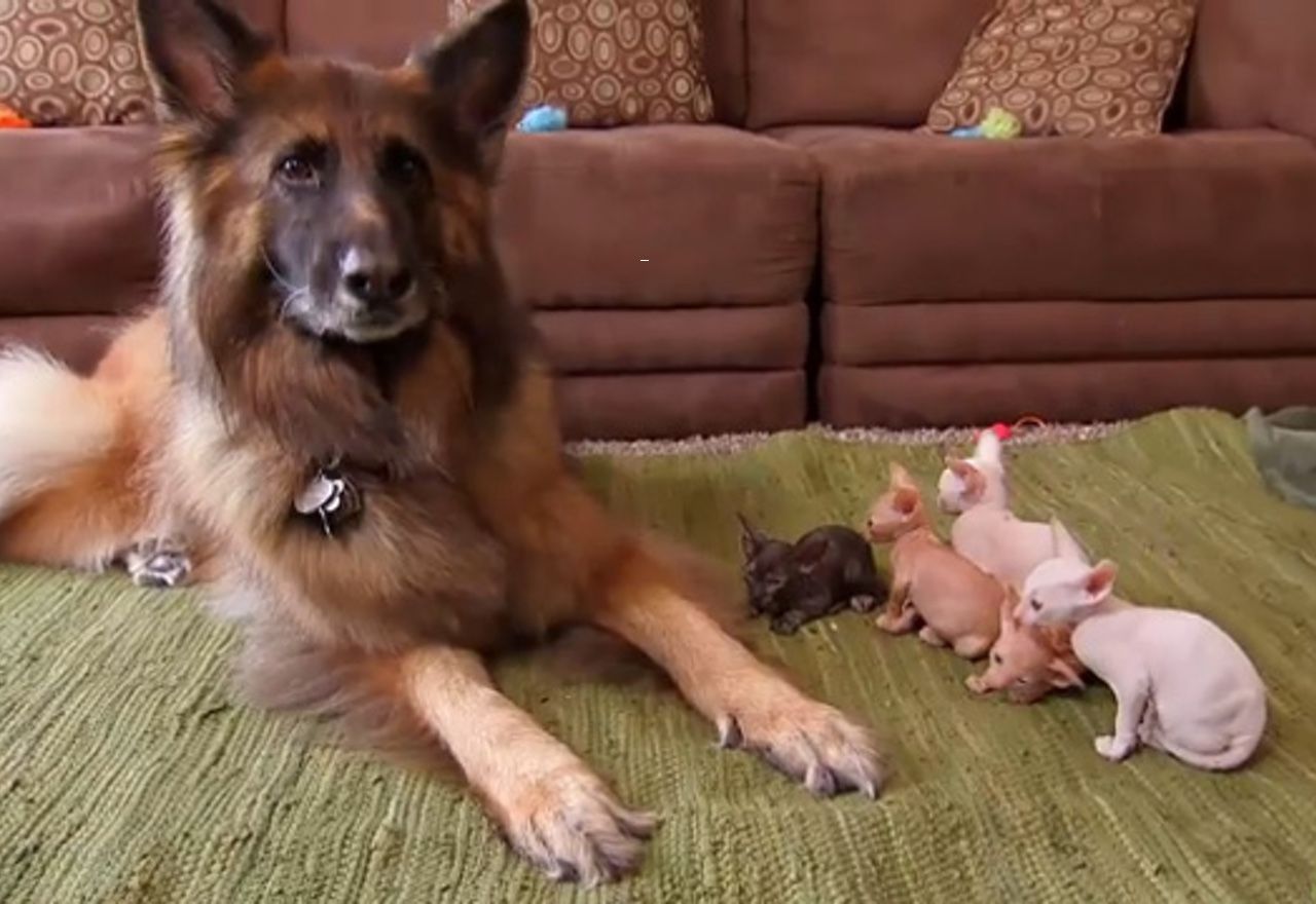 Vídeo Viral: Se te caerá la baba al ver cómo estas mascotas cuidan al nuevo integrante de la familia