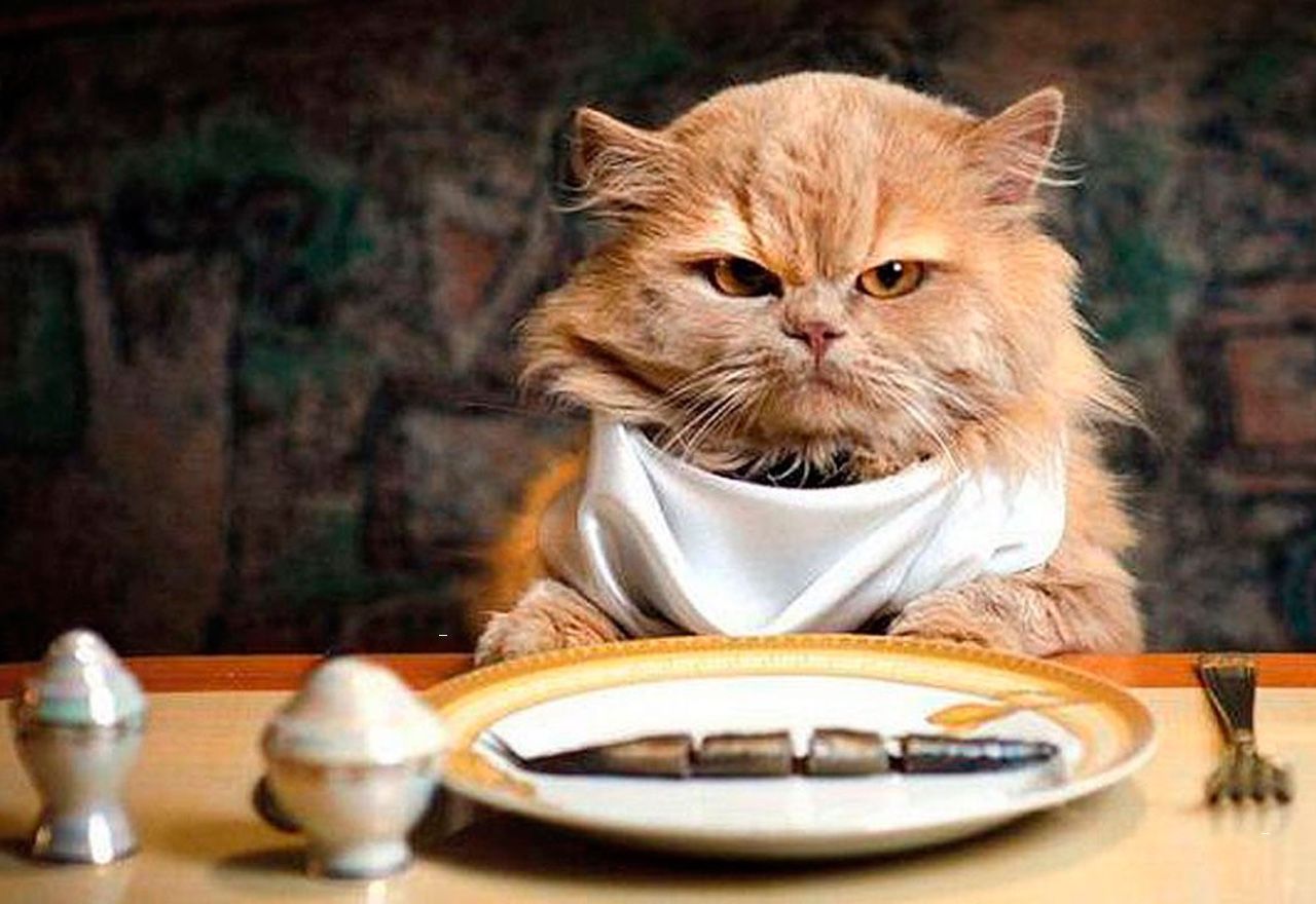 Vídeo: Te quedarás alucinando al ver cómo estos gatos le roban comida a sus dueños