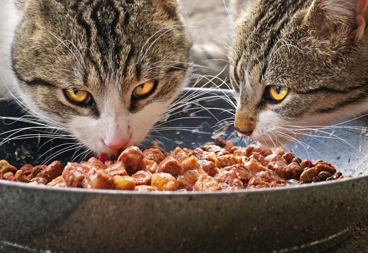 video-observa-como-estos-gatitos-comparten-la-comida-como-buenos-hermanos
