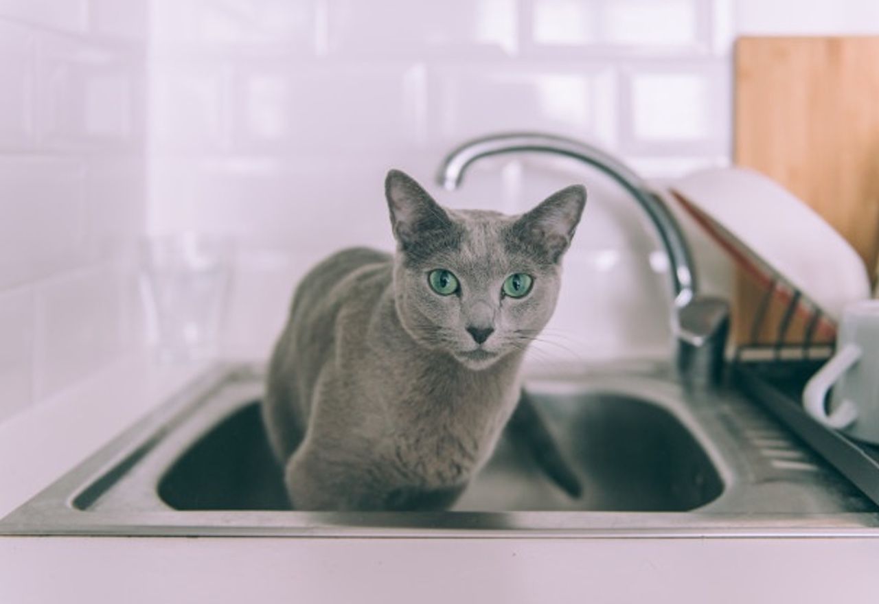 ¡¡¡Increíble!!!: Te quedarás perplejo al ver cómo este gato friega los platos como un profesional