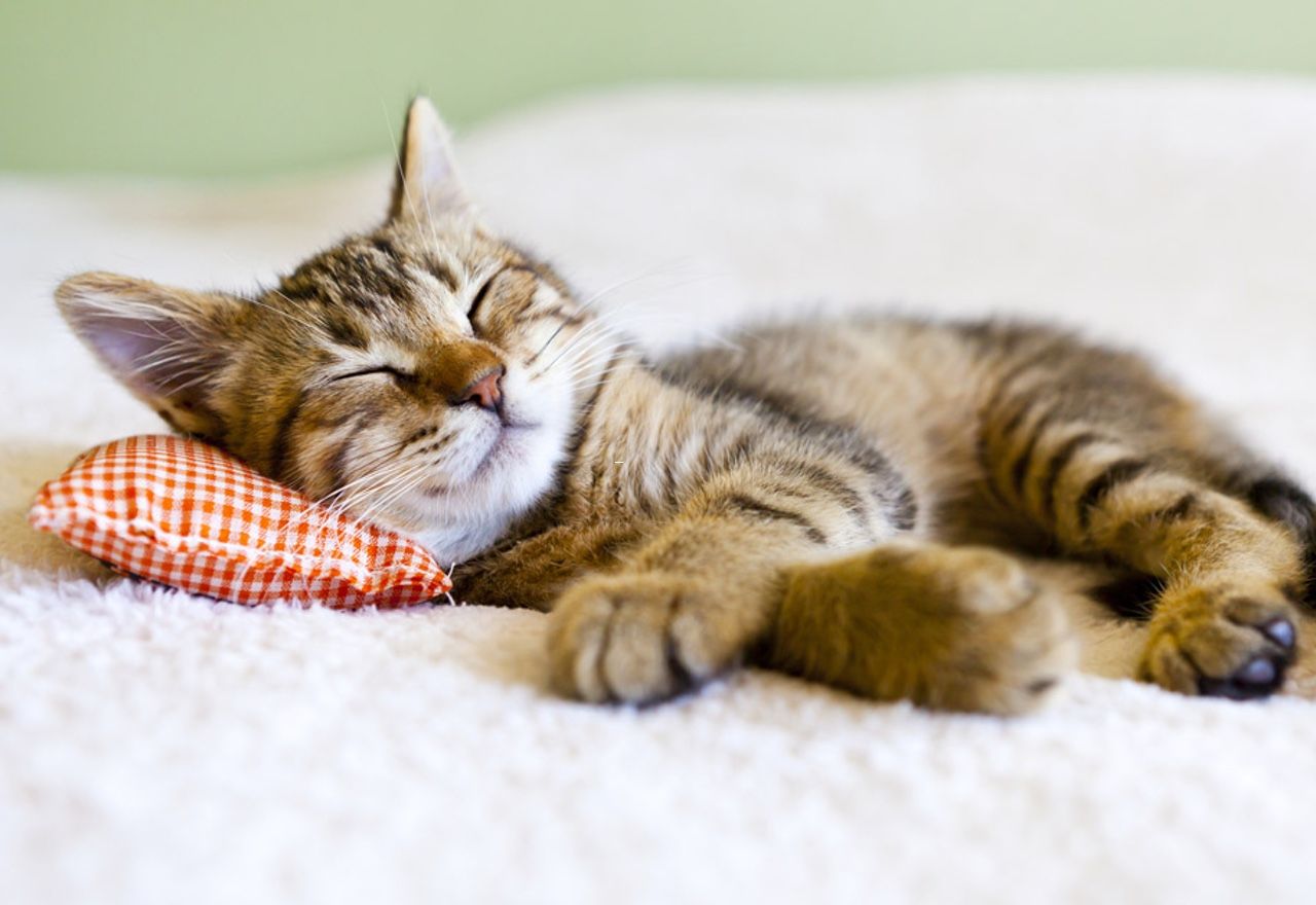 Vídeo: Intenta no reír al ver cómo ronca este gato mientras duerme