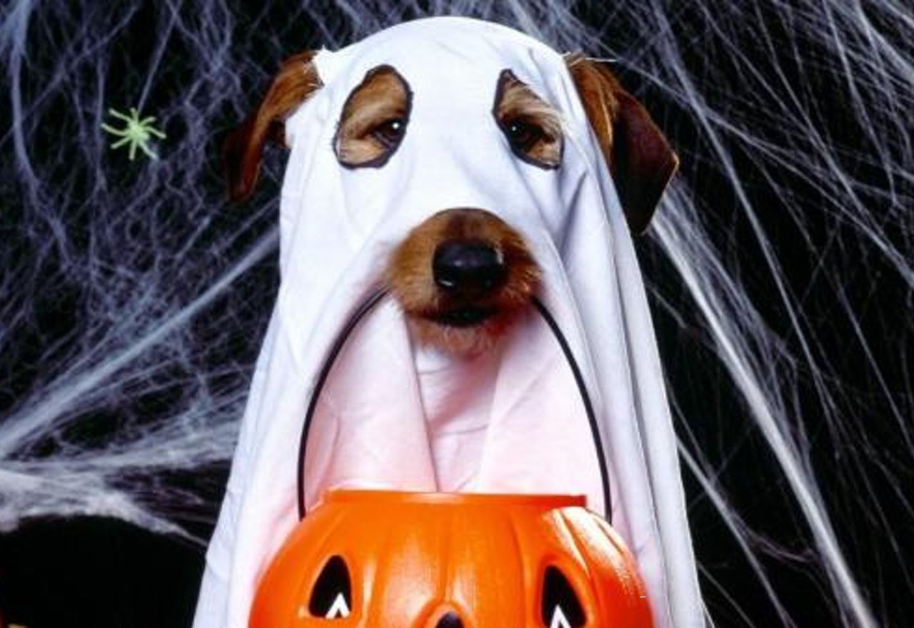 ¡¡¡De miedo!!!: Observa las reacciones de la gente al ver a este perrete disfrazado en Halloween