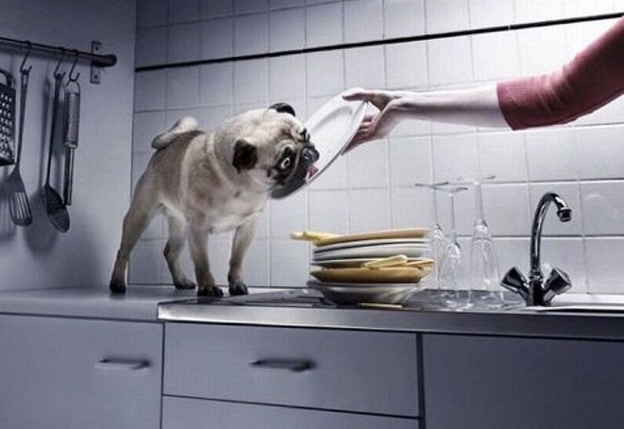 video-conoce-a-coco-el-perro-que-se-encarga-de-lavar-los-platos-en-casa