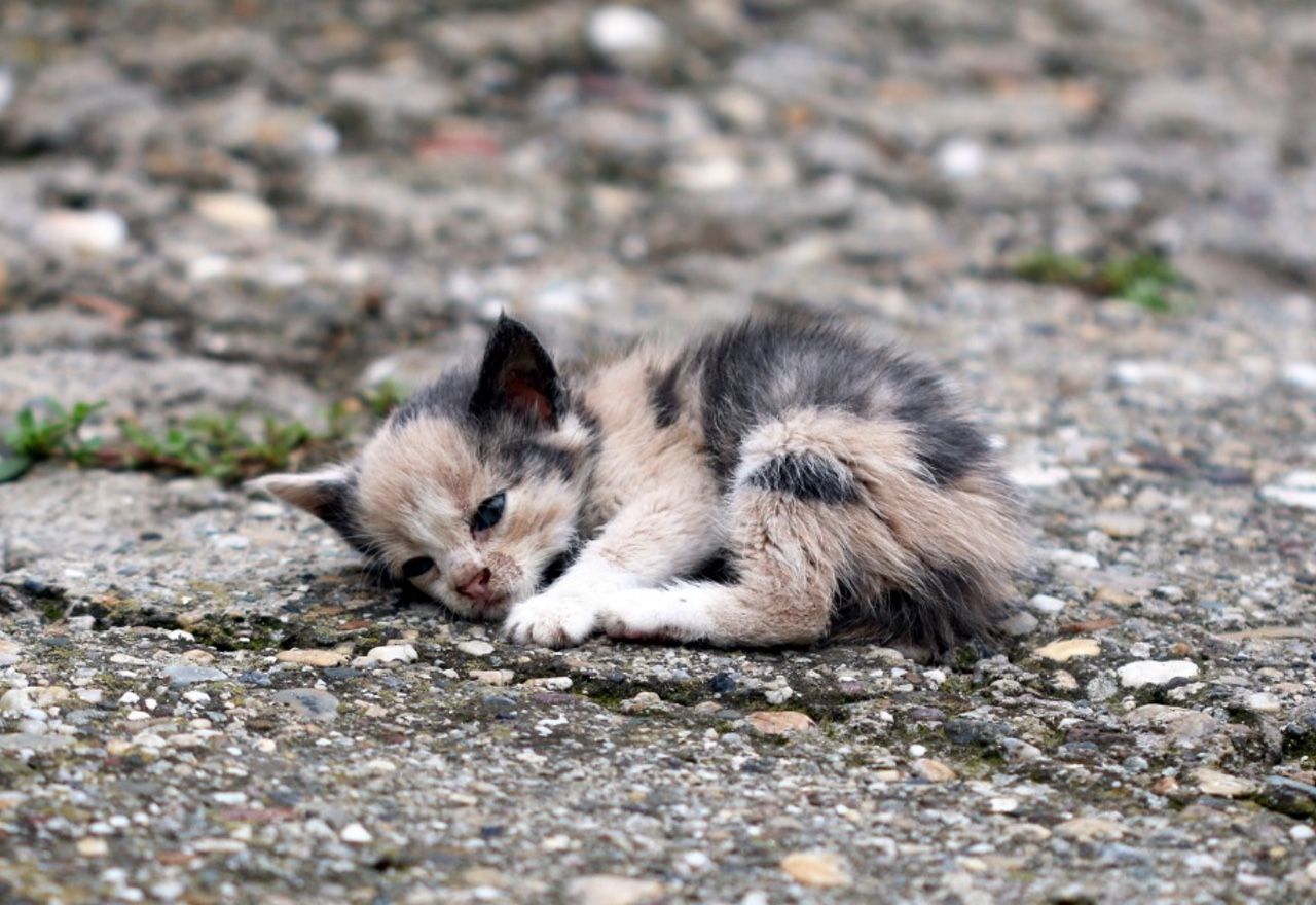 increible-paran-el-trafico-para-rescatar-a-un-gatito-abandonado