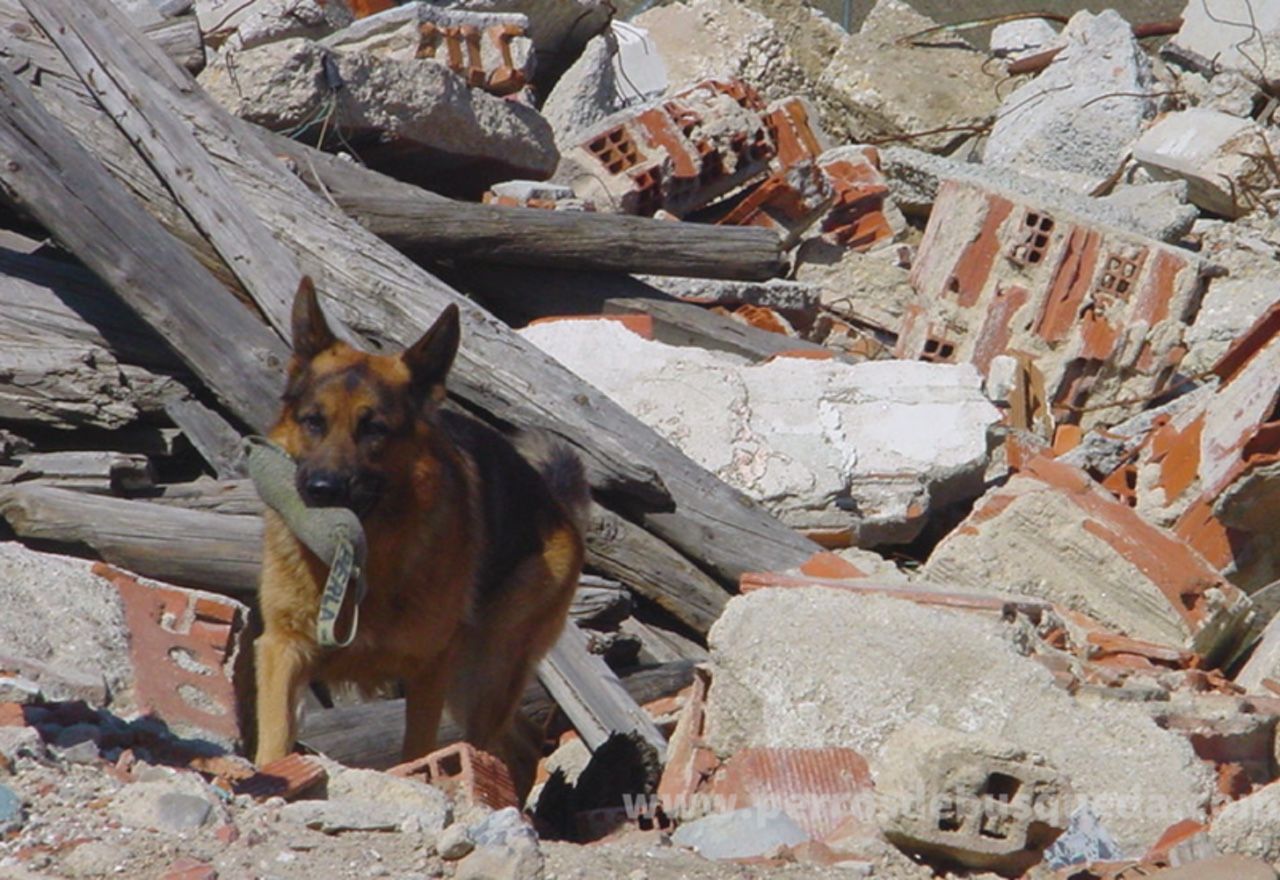 increible-rescatan-a-un-perro-despues-de-estar-9-dias-bajo-los-escombros