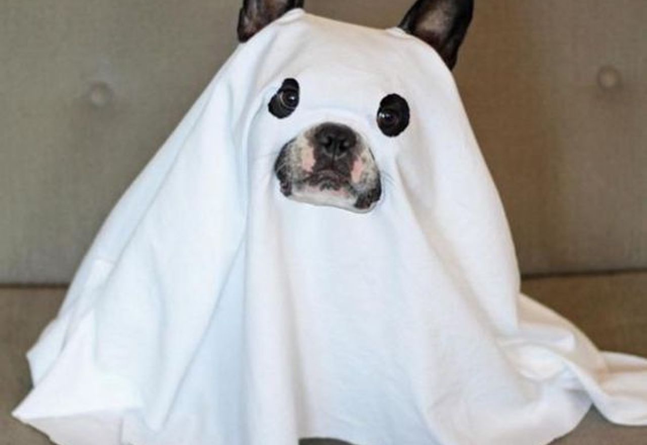 video-este-perrete-disfrazado-para-halloween-es-lo-mejor-que-vas-a-ver-en-todo-el-dia