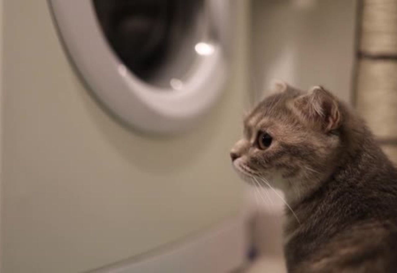 video-conoce-la-reaccion-de-estos-gatos-cuando-ven-una-lavadora-puesta