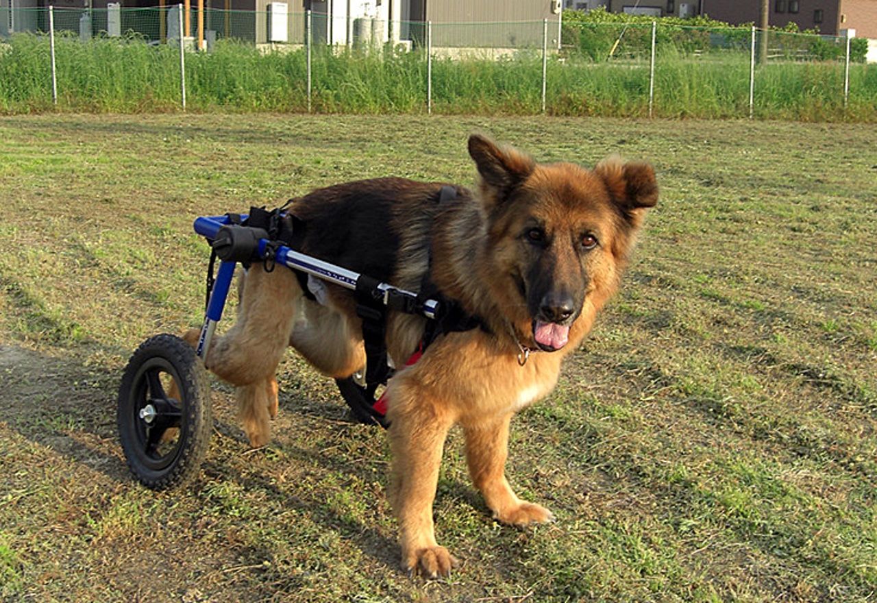 ¡¡¡Increíble!!!: Morirás de amor al ver la reacción de este perrete cuando recibe una silla de ruedas