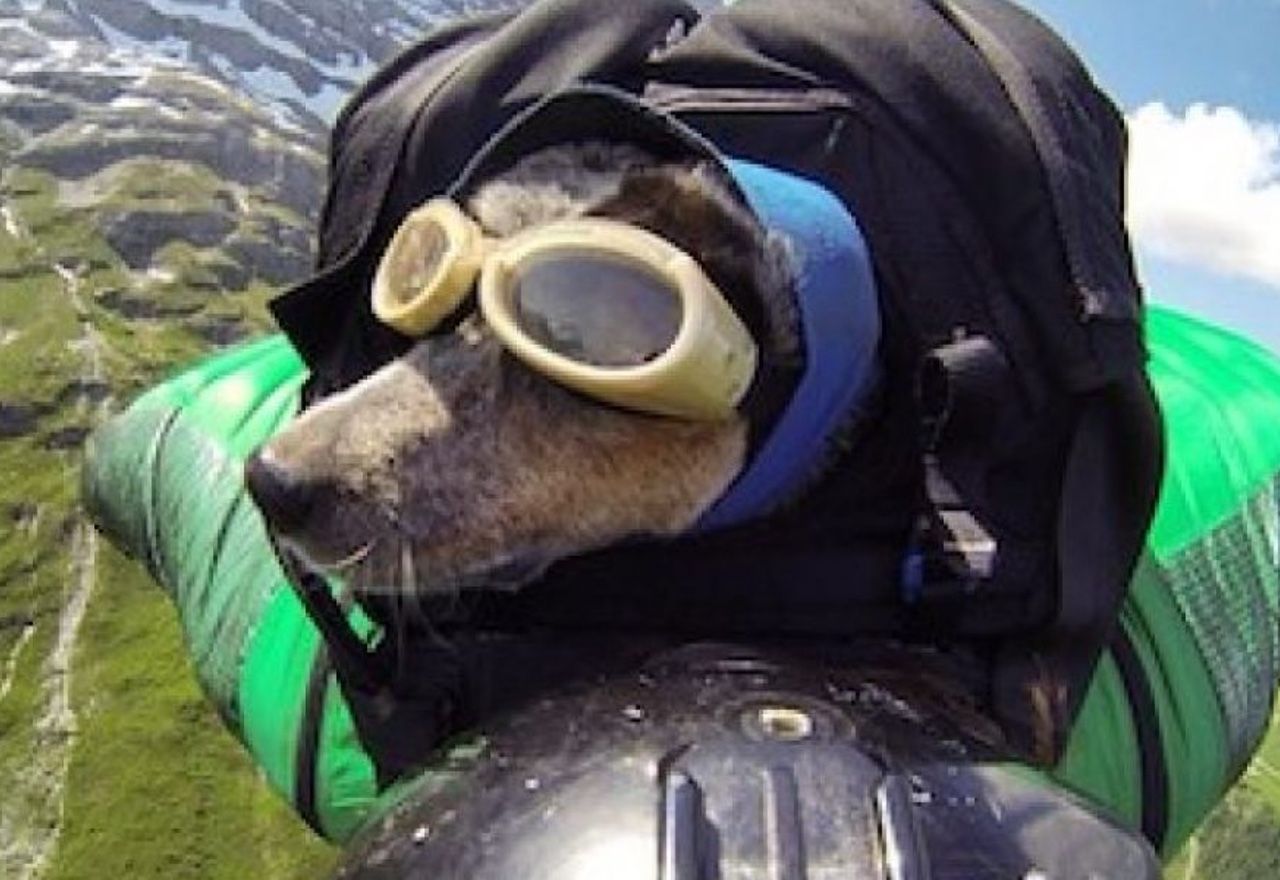 Vídeo: Descubre la reacción de este perrete al volar por primera vez