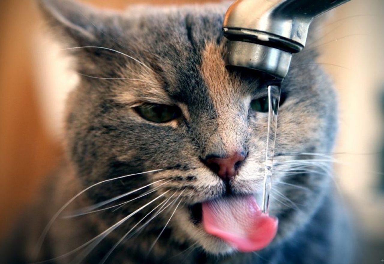 Vídeo: Descubre la trastada que realiza este gato para beber agua