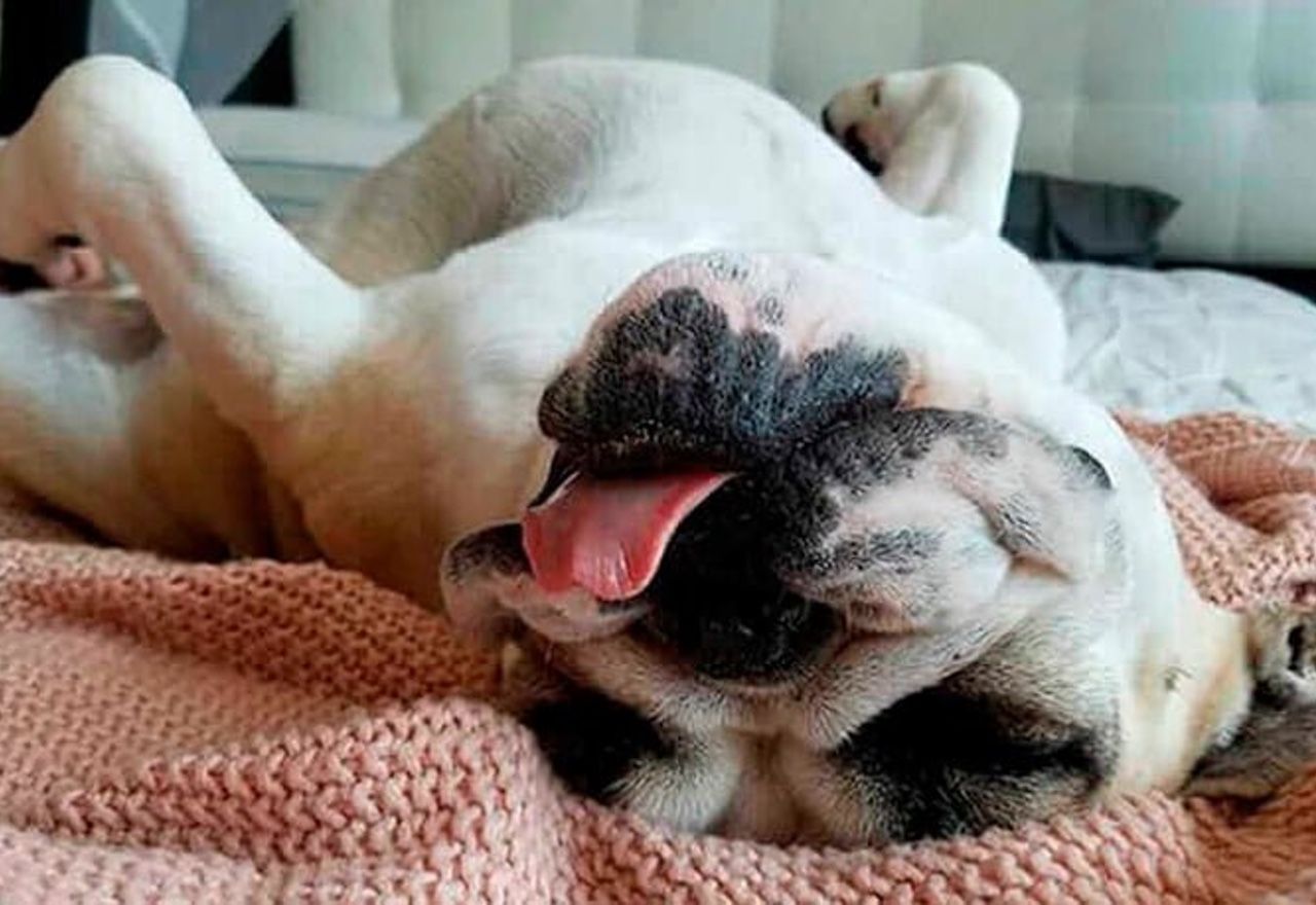 Vídeo: No pararás de reír al ver la curiosa forma en la que este perro duerme