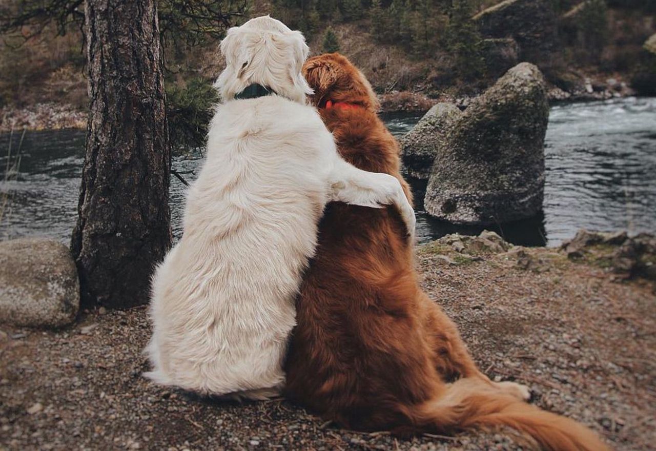 Vídeo Viral: El noble gesto que tiene este perro con su hermano te enternecerá