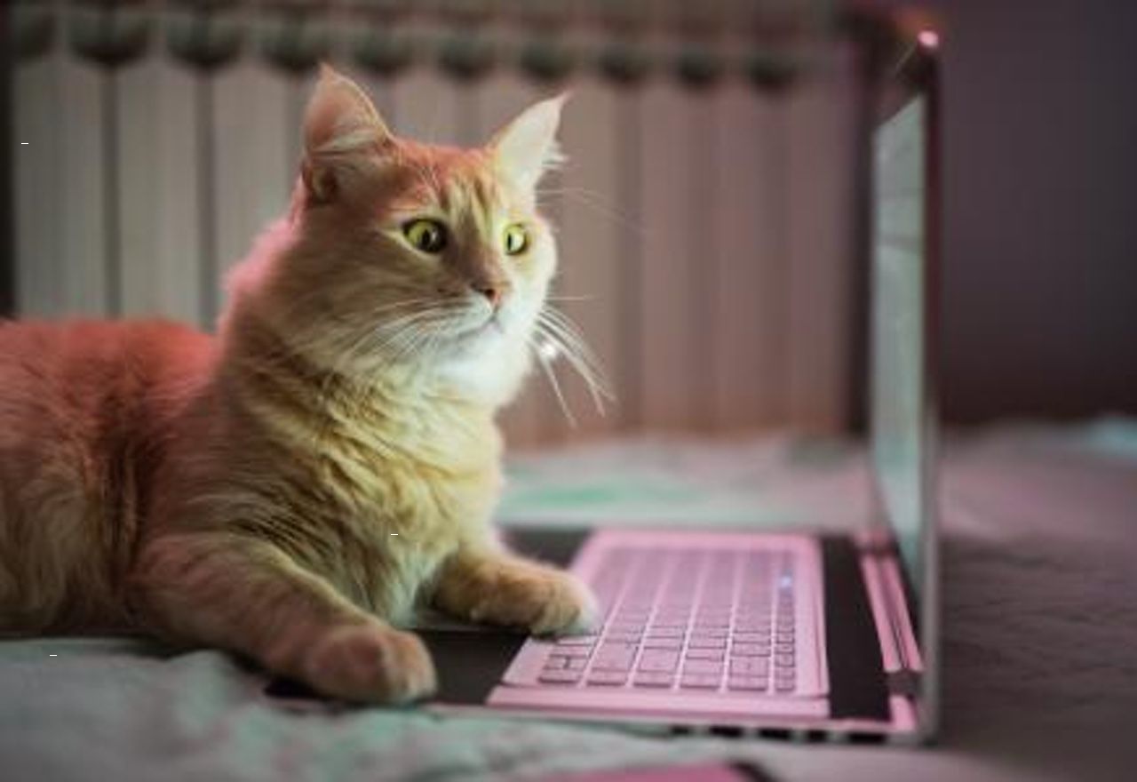 Vídeo: No pararás de reír al ver cómo este gato no deja trabajar a su dueña