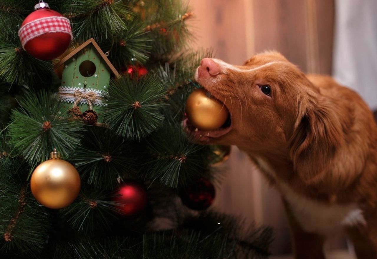 Vídeo: Morirás de amor al ver cómo este perro monta el árbol de Navidad