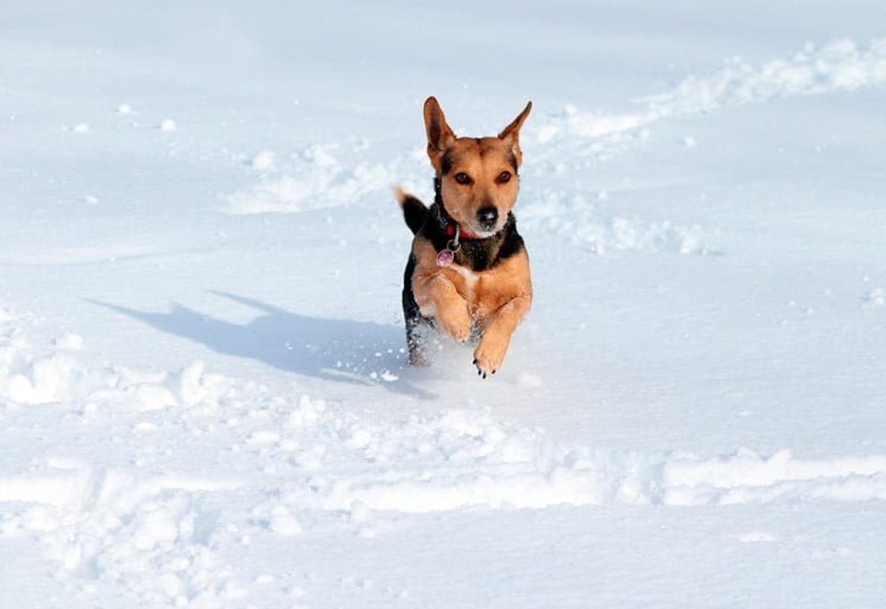 video-esto-es-lo-que-sucede-cuando-un-perro-y-su-dueno-pasean-por-la-nieve