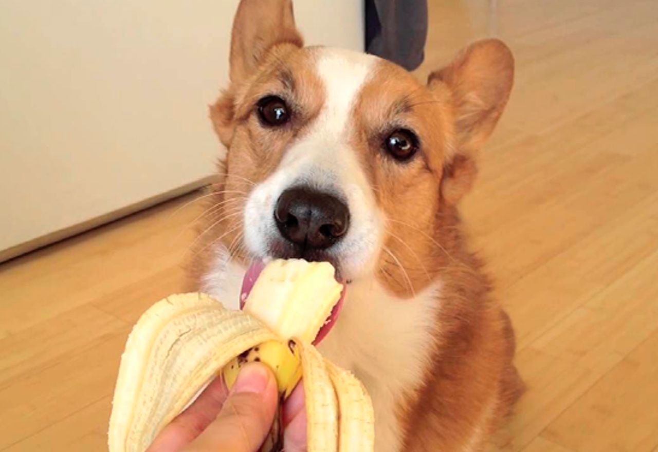 Vídeo: Te quedarás asombrado al ver cuál es la comida favorita de este perro